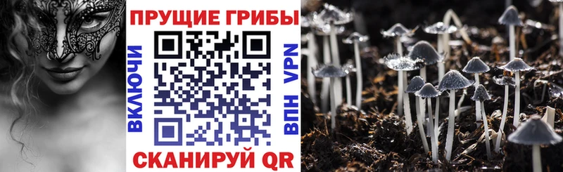 Псилоцибиновые грибы мухоморы  kraken   Стерлитамак  где продают  